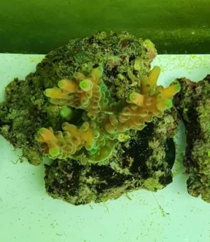 Acropora Vermiculata Pink Orange - FOTO REALI - Corallo duro SPS - frag 3 - 5 cm
