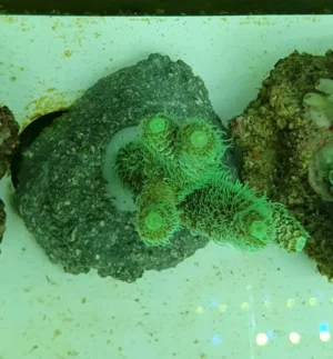 Acropora Millepora green - FOTO REALI - Corallo duro SPS - frag 3 - 5 cm