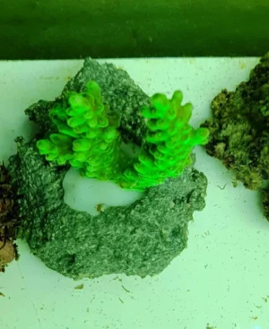 Acropora spp. Green Fluo - FOTO REALI - Corallo duro SPS - frag 6-7 cm