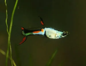 Coppia di POECILIA WINGEI EL SILVERADO, endler puri