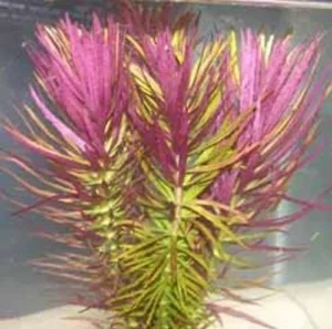 Limnophila Hippuridoides (PIANTA ROSSA) da sfondo