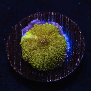 Rhodactis Yellow Fluo -  Mushroom - Corallo molle facile - 1 disco su frag