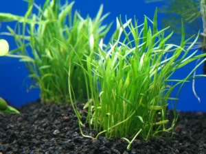 Lilaeopsis Novaezelandiae Brasilensis, pianta da pratino - primo piano