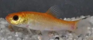 Tinca Tinca Gold 4-8 cm - Tinca dorata - pesce da laghetto o acquario d'acqua fredda