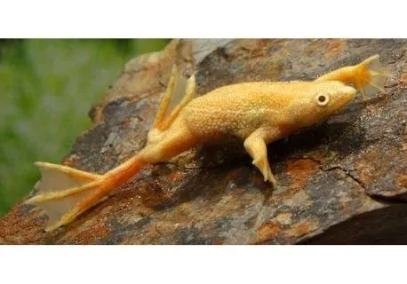 Hymenochirus Boettgeri Gold - Rana Nana Albina 2-3 cm