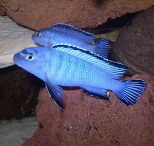 Pseudotropheus Socolofi 4-6 cm - Ciclidi Africani lago malawi