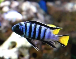 Pseudotropheus Elongatus Mpanga 4-6 cm - Ciclidi Africani lago malawi