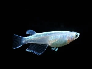 Medaka Oryzias Latipes Miyuki Platinum White-Blue 1,5-2 cm - pesce da branco resistente alle basse temperature