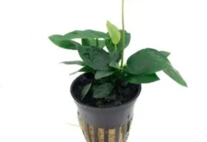 ANUBIAS BARTERI NANA in vasetto, pianta facile a foglia larga