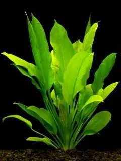 Echinodorus Bleheri in vasetto, pianta facile a foglia larga