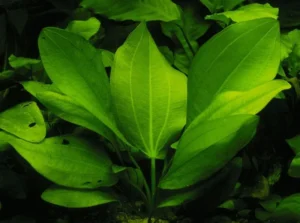 Echinodorus Cordifolius Fluitans, pianta facile a foglia larga