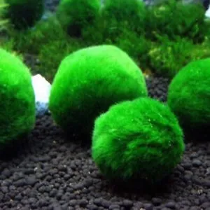 Cladophora Aegagropila M da 4-5 cm - Marimo media