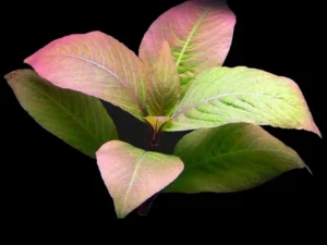 Hygrophila Corymbosa Cherry Leaf, pianta da sfondo o da centro facile a foglia larga in vasetto