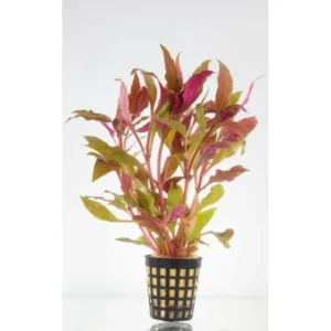 Alternanthera Splendida - pianta rossa a crescita rapida in vasetto