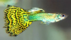Guppy maschio Cobra Green-Yellow, Poecilia reticulata male 3,5 cm