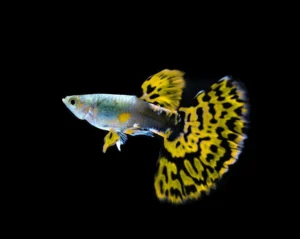 Coppia di Guppy Cobra Green-Yellow, Poecilia reticulata 3,5 cm maschio + femmina