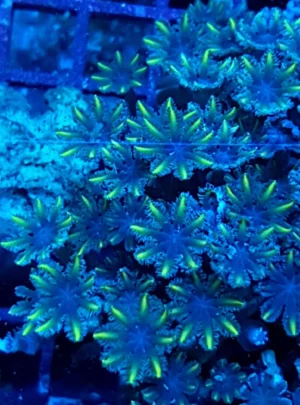 Clavularia Papaya Green - Corallo molle facile - frag di 5 cm