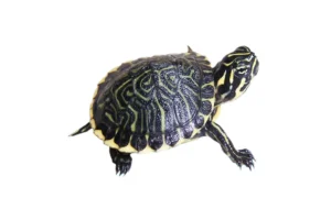 Tartaruga acquatica Pseudemys Floridana Peninsularis 5 cm