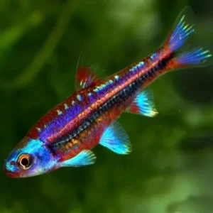 Notropis Chrosomus 2-6 cm - Rainbow Shiners - pesce da branco resistente alle basse temperature