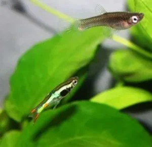 Coppia di POECILIA WINGEI LIME GREEN, endler puri