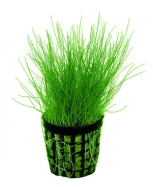 Eleocharis Acicularis in vasetto - pianta da pratino filiforme - primo piano abbastanza esigente