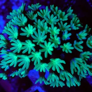 Tubipora Musica Green - verde - Corallo duro LPS facile - frag 15 cm