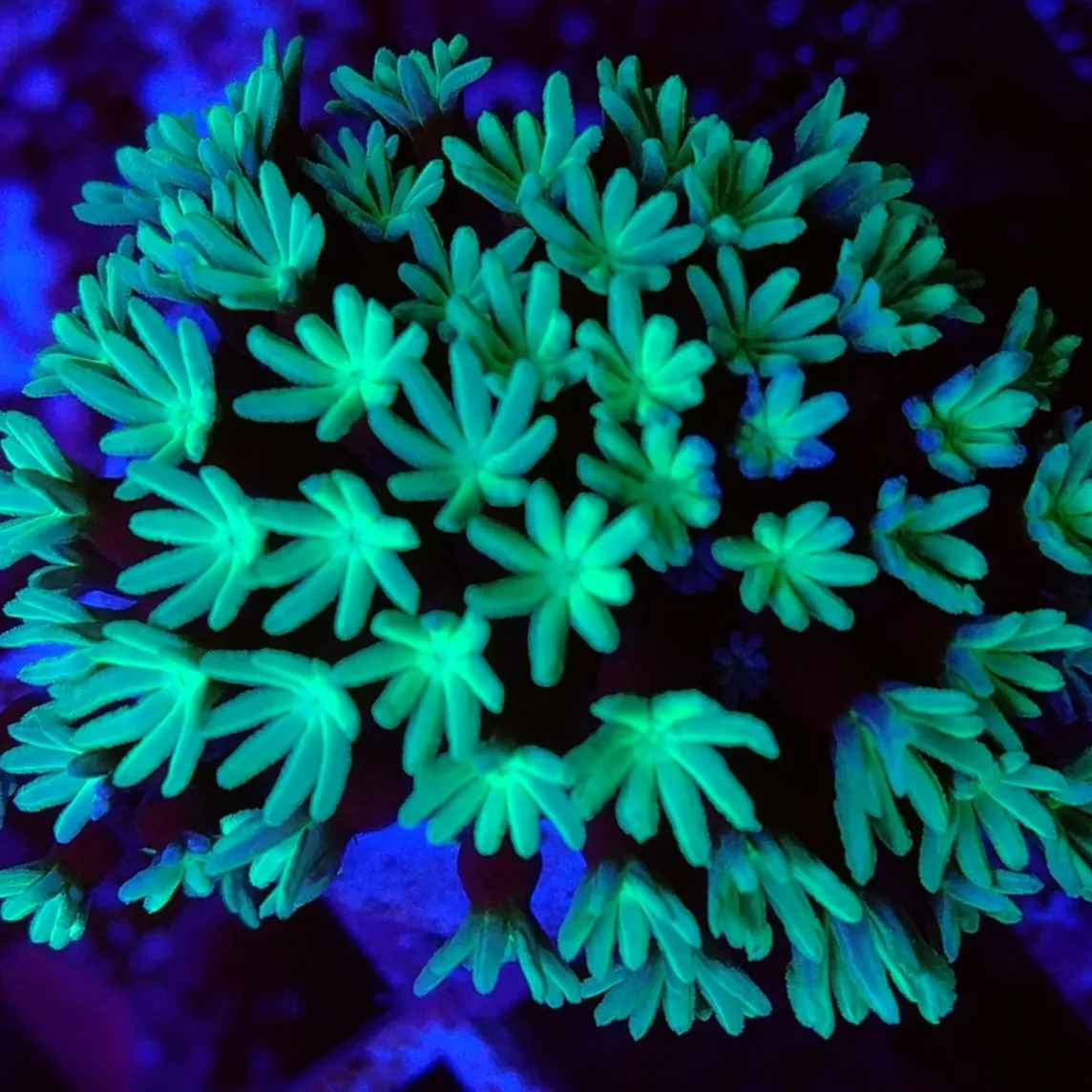 Tubipora Musica Green - verde - Corallo duro LPS facile - frag 15 cm