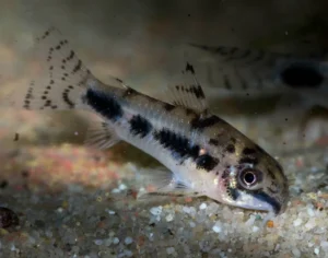 Corydoras Habrosus 1,5 cm, pesce da fondo - nanofish - Cory