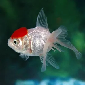 Orifiamma White Red Cap/Testa di Leone 3-6 cm - Oranda - Pesce rosso - Carassius auratus