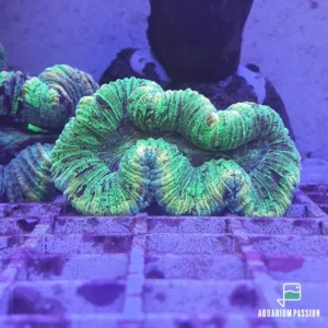 Trachyphyllia spp. Green Variegated 6-10 cm - FOTO REALI - Corallo duro LPS facile