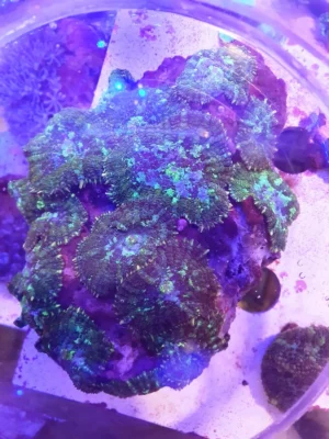 Rhodactis Green - frag 10-15 cm con 4 o 5 dischi - Mushroom - Corallo molle facile