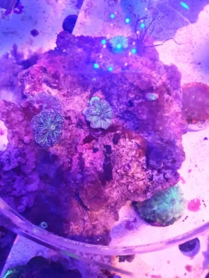 Rhodactis Green-Blue - frag 10-12 cm - FOTO REALI - Mushroom - Corallo molle facile