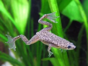 Hymenochirus Boettgeri - Rana Nana 2-3 cm