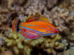 Paracheilinus Mccoskeri - Eightlinefin Flasher wrasse
