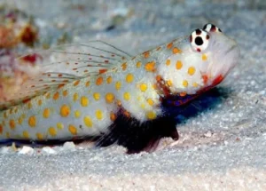 Amblyeleotris Guttata - Gobbio - Spotted prawn goby - scava tane nella sabbia
