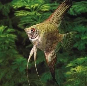 Pterophyllum Scalare Leopard 3-5 cm