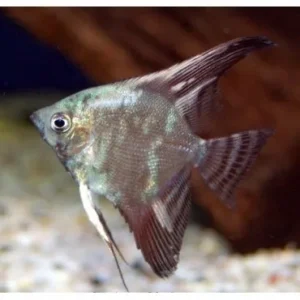Pterophyllum Scalare California 3-5 cm