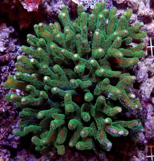 Stylophora Pistillata Green - Corallo duro SPS- frag 3-5 cm