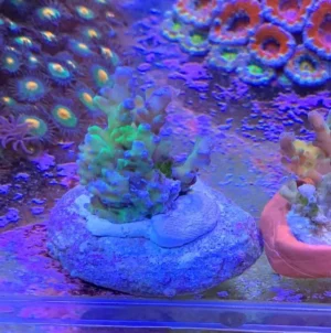 Acropora Rosaria - FOTO REALI - Corallo duro SPS - frag 3-5 cm
