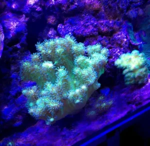 Lobophytum green fluo Australia - verde - Corallo molle facile -  frag 8-10 cm