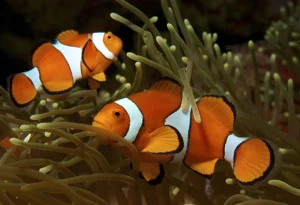 Amphiprion OCELLARIS 2-5 cm (Pesce Pagliaccio - Ocellaris clownfish) - allevamento
