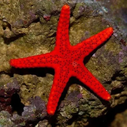 Fromia Milleporella Red starfish 6-8 cm - Stella marina