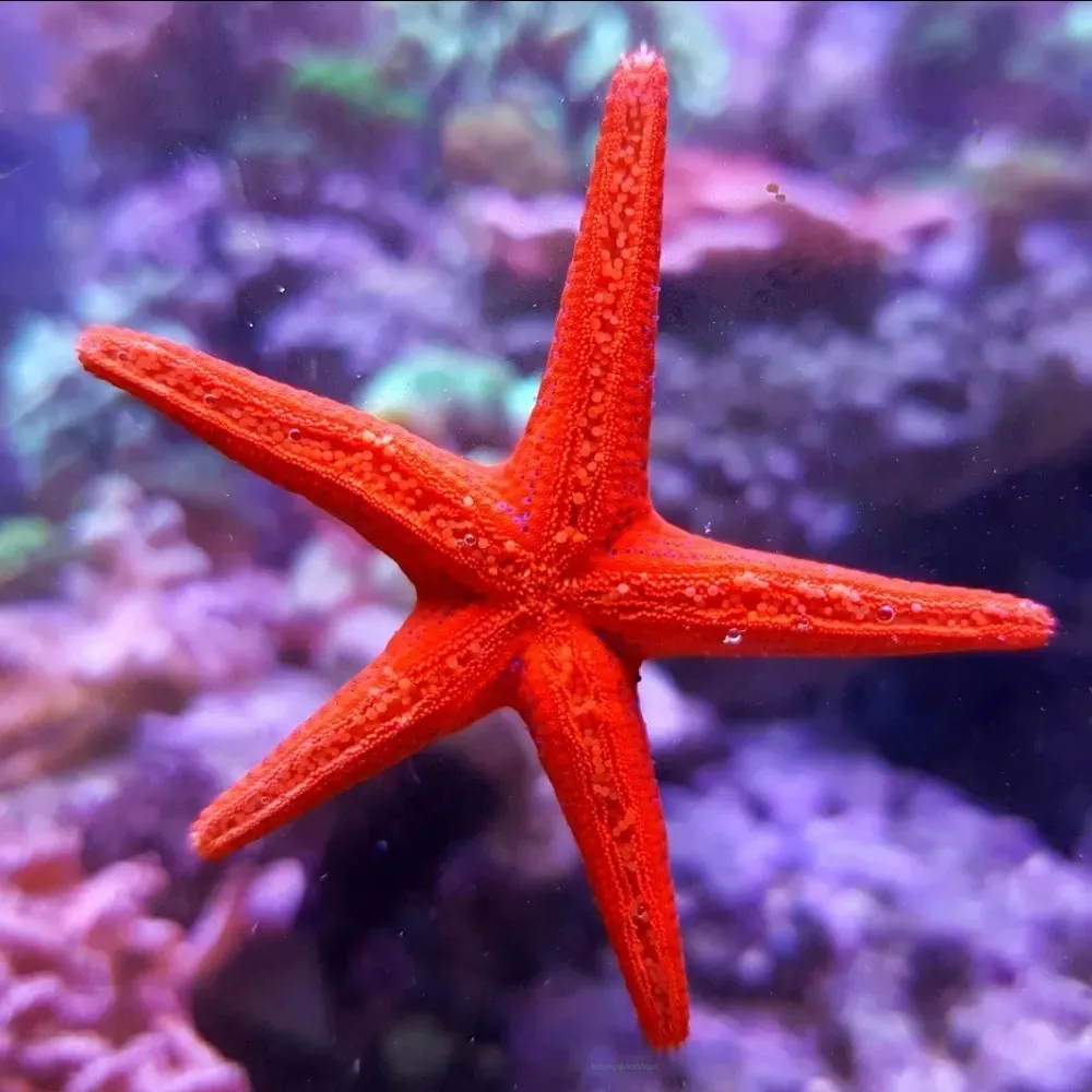 Fromia Milleporella Red starfish 6-8 cm - Stella marina