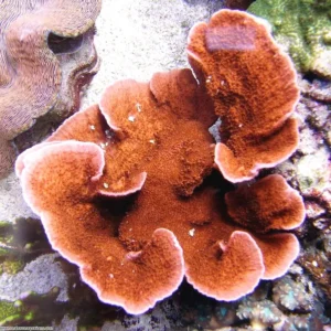 Montipora Foliosa Orange-Red - Coralo duro SPS 4-6 cm