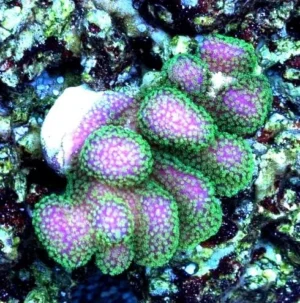 Stylophora Pistillata Pink green tip - rosa punte verdi -frag 3-5 cm - Corallo duro SPS