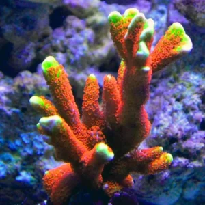Montipora Forest Fire - Coralo duro SPS- frag 5-6 cm