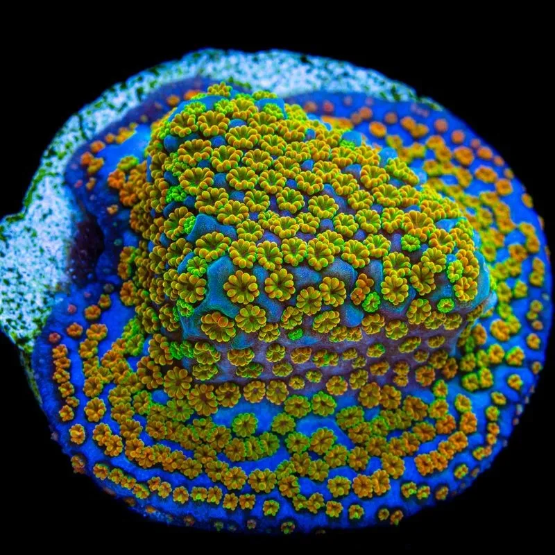 Montipora Rainbow Encrusting - Corallo duro SPS- frag 3-6 cm - Uncrasting