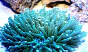 Heliofungia Actiniformis Master blue 10 cm - Corallo duro LPS facile