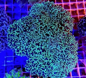 Euphyllia Divisa Green Bicolor - Corallo duro LPS facile - 1 calice