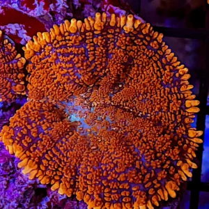 Rhodactis Orange-Red Ultra Premium fluo - Mushroom - Corallo molle facile - 1 disco su frag